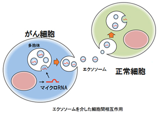 エクソソームを介した細胞間相互作用