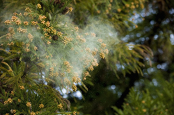 来春の花粉量、多くが今年を下回る予測