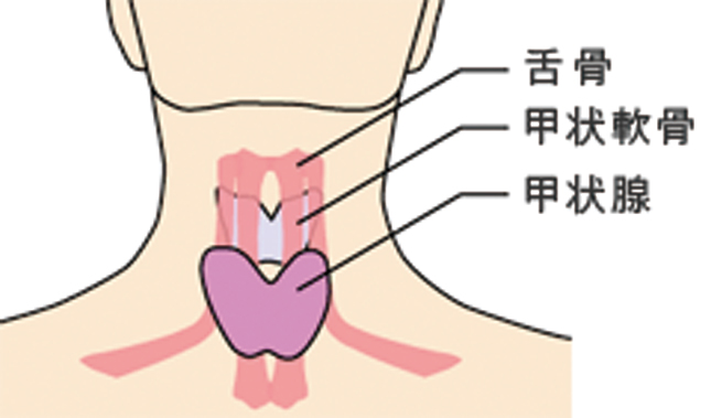 甲状腺とは